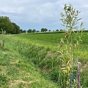 Kopfweiden als markante Landschaftselemente. 
