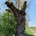 Kopfweiden als markante Landschaftselemente. 