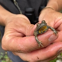 Anlage von Laichtümpeln und Kleingewässern für Amphibien