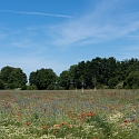 Neuntöter in Brachfläche