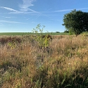 Neuntöter in Brachfläche