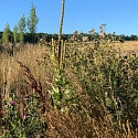 Neuntöter in Brachfläche