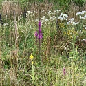 Neuntöter in Brachfläche