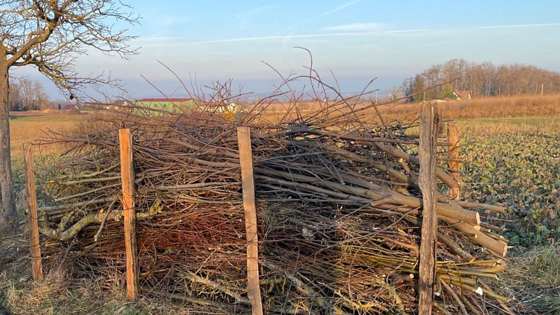Kurze Benjeshecke zwischen Feldern im Elsass 2025 -- Foto: H. Spinnhirny