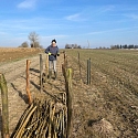 Kurze Benjeshecke zwischen Feldern im Elsass 2025 -- Foto: H. Spinnhirny