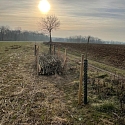 Kurze Benjeshecke zwischen Feldern im Elsass 2025 -- Foto: H. Spinnhirny
