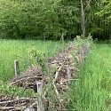 Kurze Benjeshecke zwischen Feldern im Elsass 2025 -- Foto: H. Spinnhirny