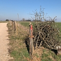 Kurze Benjeshecke zwischen Feldern im Elsass 2025 -- Foto: H. Spinnhirny