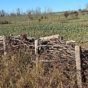 Kurze Benjeshecke zwischen Feldern im Elsass 2025 -- Foto: H. Spinnhirny