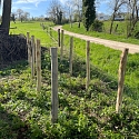 Kurze Benjeshecke zwischen Feldern im Elsass 2025 -- Foto: H. Spinnhirny