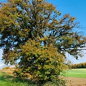 Solitär-Walnuss