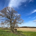 Solitär-Walnuss
