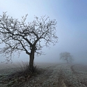 Solitär-Walnuss