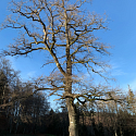 Solitär-Walnuss