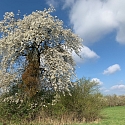 Solitär-Walnuss