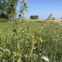 Extensivierung von Wiesen und Umwandlung in artenreiche Blühwiesen