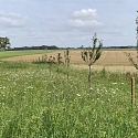 Extensivierung von Wiesen und Umwandlung in artenreiche Blühwiesen