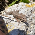 Steinhaufen & Trockenmauern als Unterschlupf für Reptilien, Amphibien und Kleinsäuger