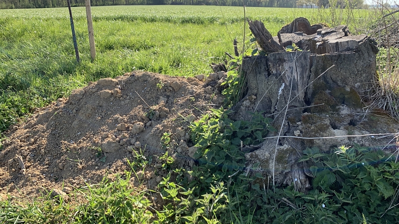 Offene Bodenstellen/ Lehmhügel als Nistplätze für Wildbienen