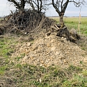 Offene Bodenstellen/ Lehmhügel als Nistplätze für Wildbienen