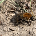 Offene Bodenstellen/ Lehmhügel als Nistplätze für Wildbienen