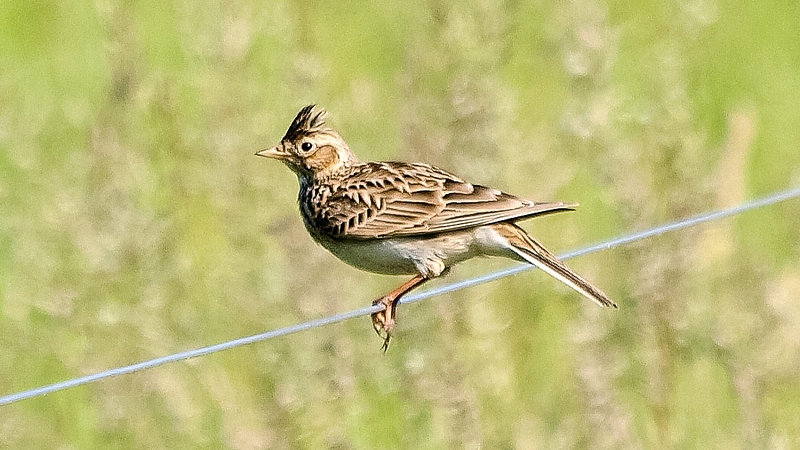 Artenförderung Feldlerche u.a. Ackerbrüter
