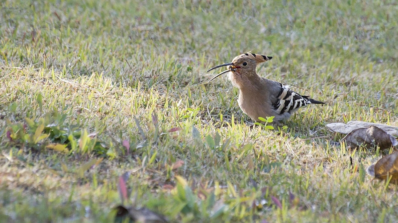 Wiedehopf bei der Nahrungssuche auf dem Boden  - Foto: pixabay