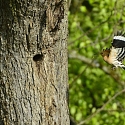 Wiedehopf bei der Nahrungssuche auf dem Boden  - Foto: pixabay