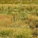 Artenförderung Feldlerche u.a. Ackerbrüter