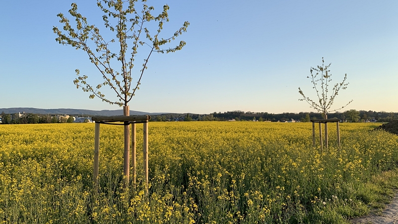 Agroforst Bäume im Acker