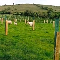 Agroforst Bäume im Acker
