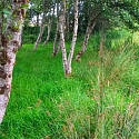 Agroforst Bäume im Acker