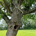 Steinkauzbrutröhre 