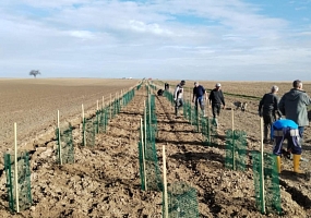 Heckenpflanzungen 23 & 24 (600 m)<br>F-68130 Berentzwiller<br>Ferme G., 2025