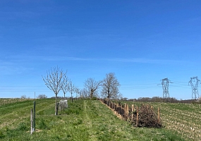 Heckenpflanzung 21 (100m)<br>F-68510 Helfrantzkirch<br> Fam. B., 2025