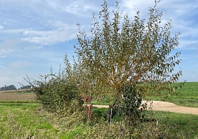 Heckenpflanzung 08 & 09 (20m)<br>F-68220 Ranspach le Haut, 2022