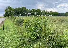 Heckenpflanzung 07 (60m)<br>F-68220 Ranspach le Haut, 2021