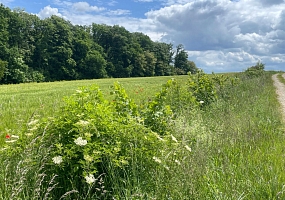 Sommer 2024 - die Hecke im vierten Jahr nach Pflanzung