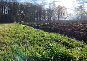 Heckenpflanzung 04 (140m)<br> F-68220 Ranspach le Haut, 2020 