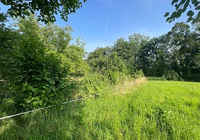 Hecke #1 Ranspach le Haut: gepflanzt 2019, Fotos 2025