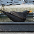 Mit Wasserschalen und Tränken das Leben von Igeln, Vögeln und Insekten retten