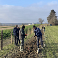 Helfer gesucht für die Pflanzung von Hecken, Obstbäumen, Kopfweidenschnitt, Anlage von Kleinstrukturen 