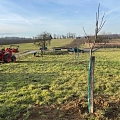 Die erste Hochstammpflanzung 2026 in F-68130 Schwoben