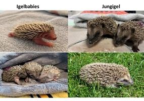 Ich habe Igelbabies oder junge Igel gefunden - wie kann ich helfen?