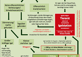 Igel-Notfall? Erste Hilfe & Adressen Igelstationen/ Igelhilfe/ Igelkundige Tierärzte im Dreiländereck F-CH-D