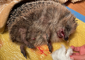 Verkehrsopfer Igel - Überfahrene Tiere sind nicht immer tot - Anhalten und Hinsehen kann Leben retten!