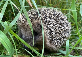Was muss man über Igel wissen? - 13 wissenswerte Tipps und Infos rund um unsere heimischen Igel 