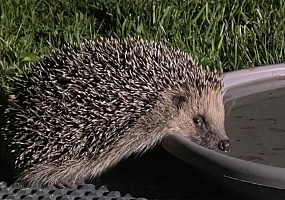Wie durstigen Wildtieren helfen? So retten Wasserschalen und Tränken Leben von Igeln, Vögeln und Insekten 