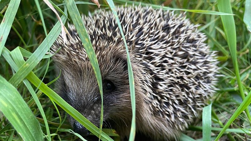 Was muss man über Igel wissen? - 13 wissenswerte Tipps und Infos rund um unsere heimischen Igel 