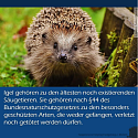 Was muss man über Igel wissen? - 13 wissenswerte Tipps und Infos rund um unsere heimischen Igel 